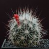 Escobaria_muehlbaueriana